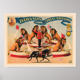 Affiche Lions de cirque, illustration vintage,