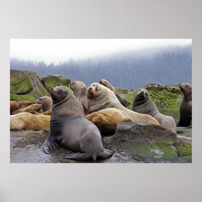 Affiche Lions de mer Steller - Imprimantes d'art (Devant)
