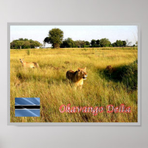 Affiche LIONS Delta de l'Okavango -