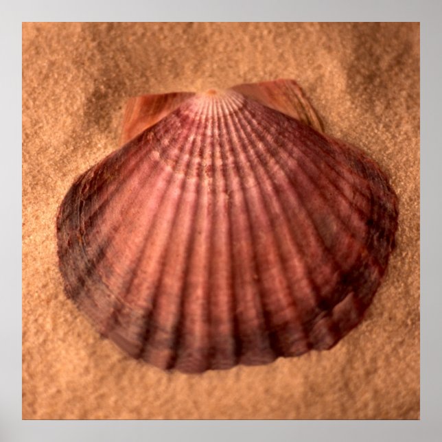 Affiche Lions Paw (Devant)