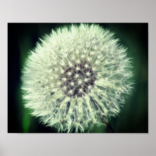 Affiche Liquide blanc Dandelion gros