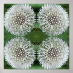 Affiche Liquide blanc Dandelion gros vers le haut Abstrait