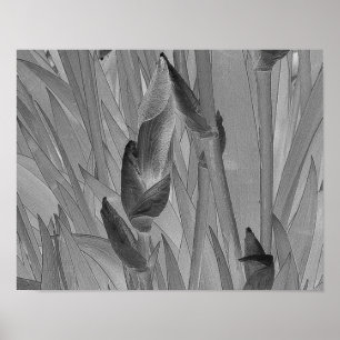 Affiche L'iris blanc noir fleurit l'affiche originale
