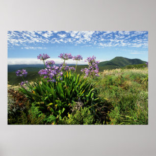 Affiche Lis africain (Agapanthus praecox), Mossel Bay