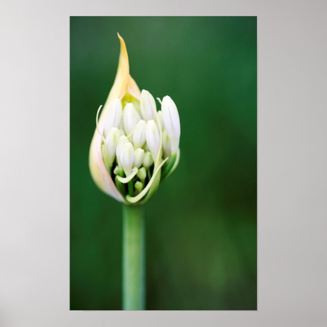 Affiche Lis d'Afrique, Agapanthus Praecox, Cape Town (Devant)