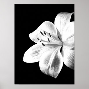 Affiche Lis noir et blanc