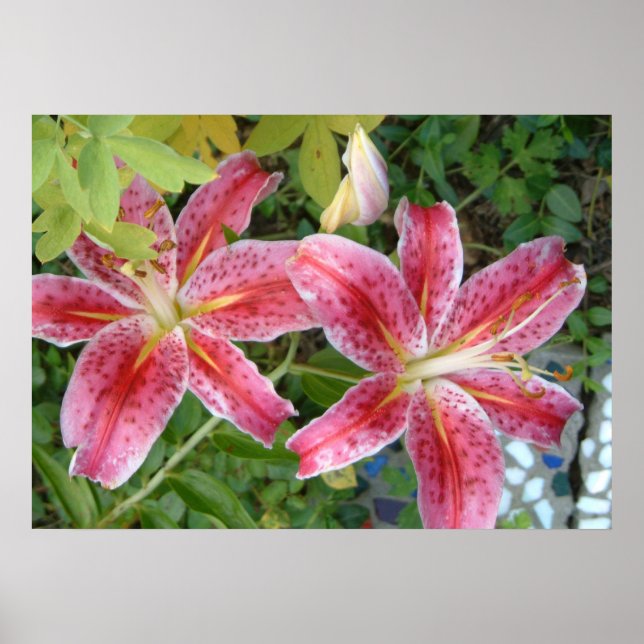 Affiche Lis Stargazer Jardin Floral (Devant)