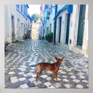 Affiche Lisbon Alfama Dog Architecture Photo