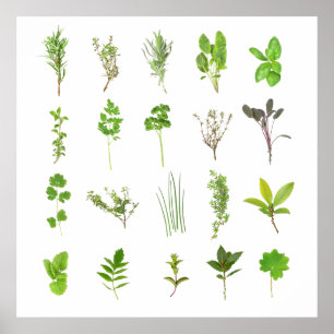 Affiche Liste des herbes fraîches des herbes les plus cour