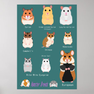Affiche Liste des races de hamsters
