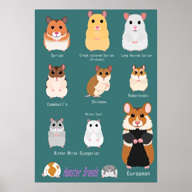 Affiche Liste des races de hamsters (Devant)
