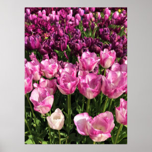 Affiche Lit de jardin pourpre et rose Tulip, Oregon