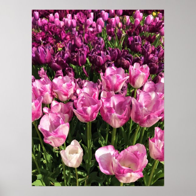 Affiche Lit de jardin pourpre et rose Tulip, Oregon (Devant)
