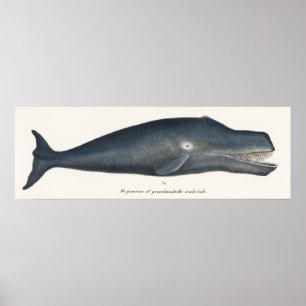 Affiche Lithographie de baleine boréale