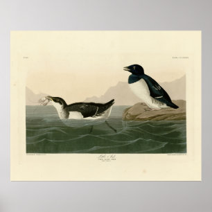 Affiche Little Auk (Dovekie) - Audubon's Birds of America