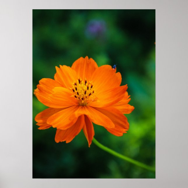 Affiche Little Blue Bug (Devant)