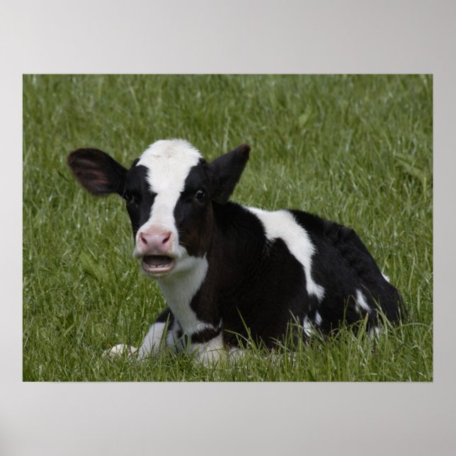 Affiche Little Calf (Devant)