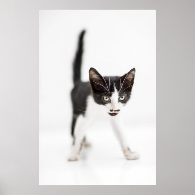 Affiche Little Cat (Devant)
