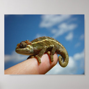 Affiche Little Chameleon