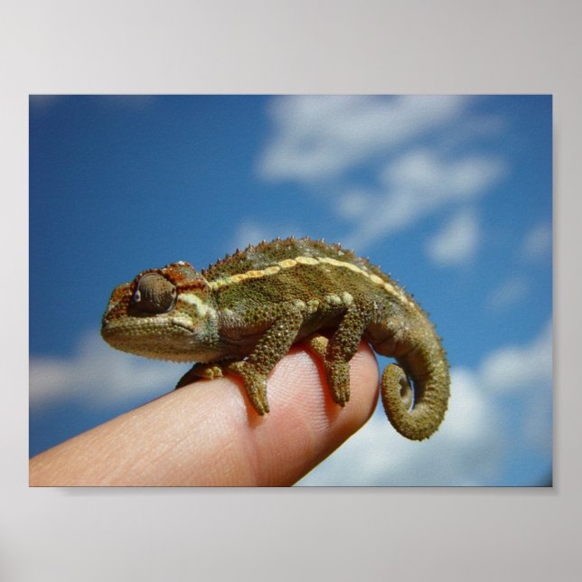 Affiche Little Chameleon (Devant)