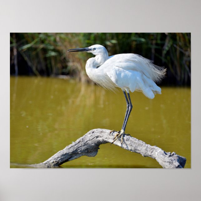 Affiche Little egret perched on branch (Devant)