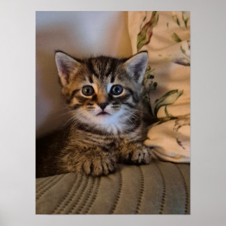 Affiche Little kitty