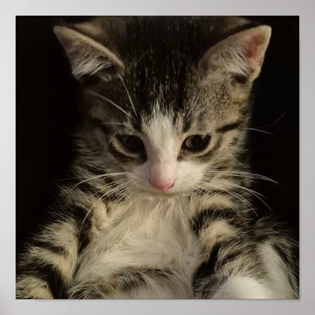 Affiche Little kitty (Devant)