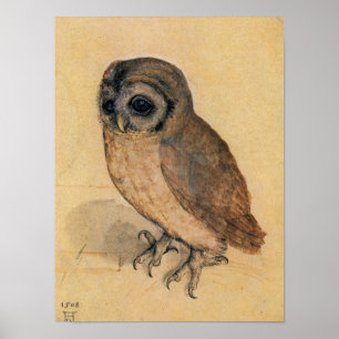 Affiche Little Owl, 1508 par Albrecht Durer