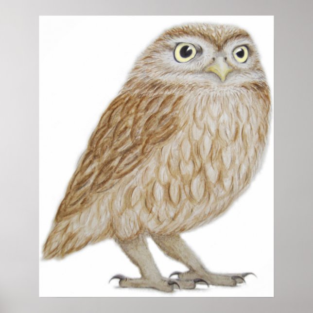 Affiche Little Owl 2011 (Devant)