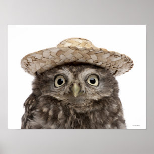 Affiche Little Owl wearing a straw a