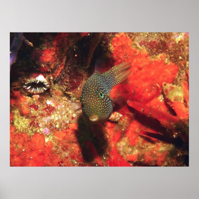 Affiche Little Puffer (Devant)