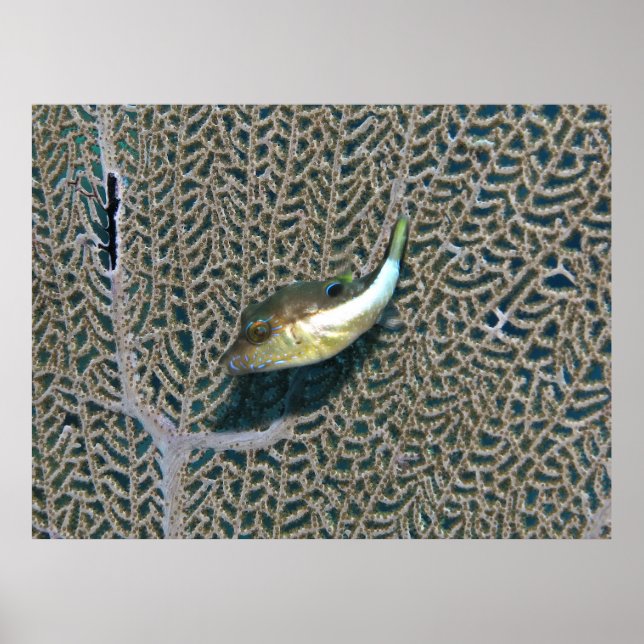 Affiche Little Puffer et Fan Coral (Devant)