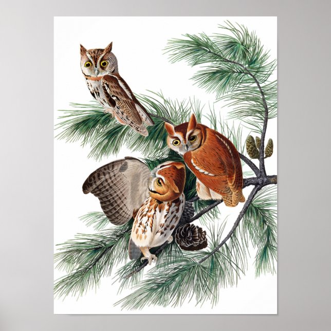 Affiche Little Screech Owl par John James Audubon (Devant)
