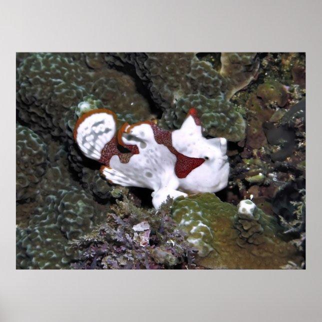 Affiche Little White Frogfish (Devant)