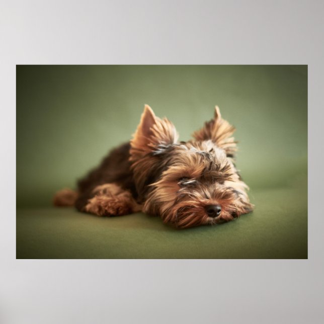 Affiche Little Yorkie (Devant)