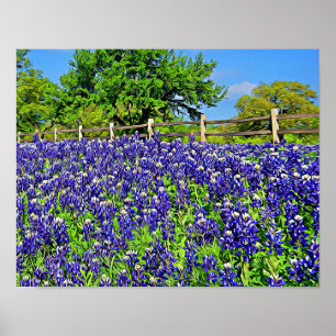 Affiche Livre d'histoire Bluebonnet Fleurs Art photographi