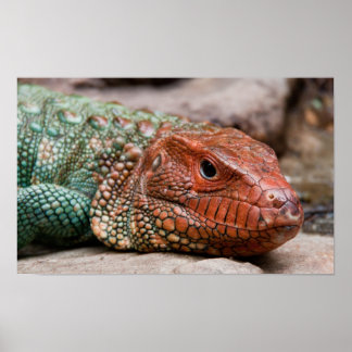 Affiche Lizard