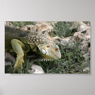 Affiche Lizard