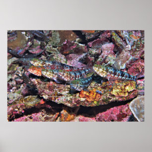 Affiche Lizard