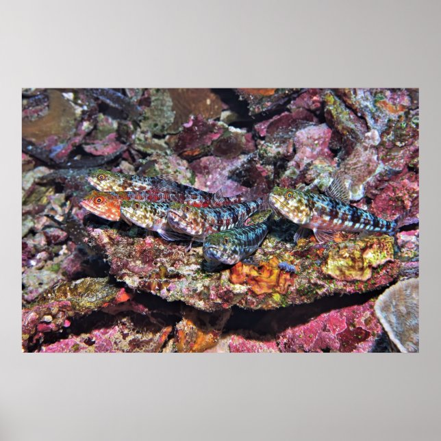 Affiche Lizard (Devant)