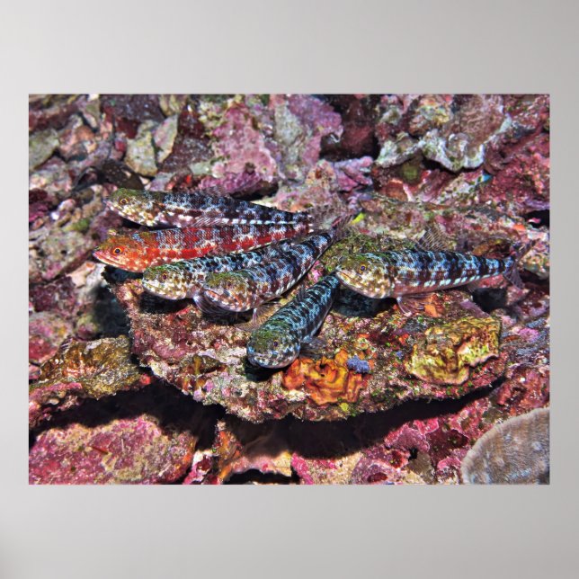 Affiche Lizard (Devant)