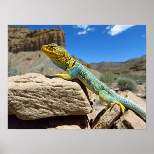 Affiche Lizard à collier près de Thompson Springs