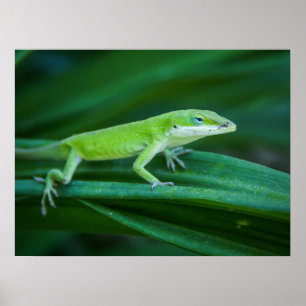 Affiche Lizard d'Anole Verte