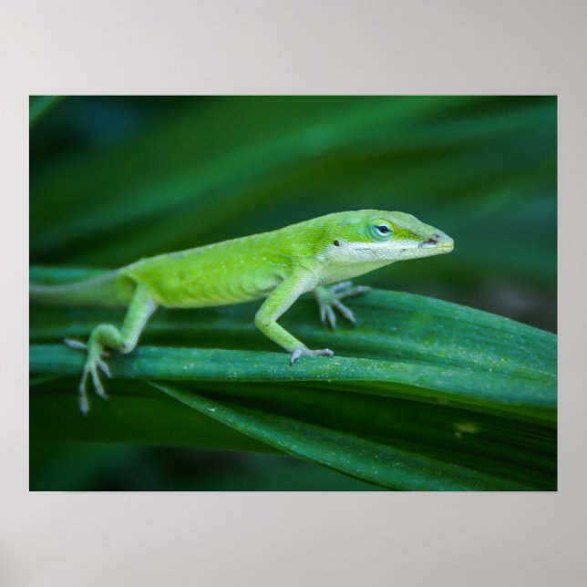 Affiche Lizard d'Anole Verte (Devant)