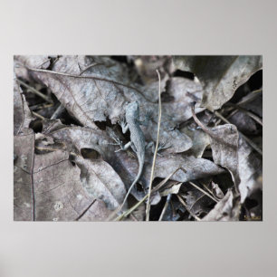 Affiche Lizard dans le camouflage monochrome Feuille