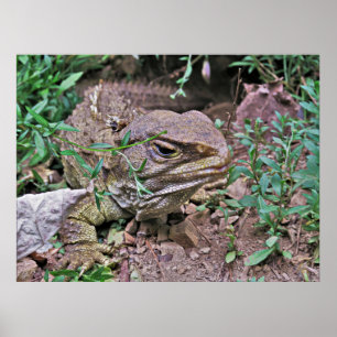 Affiche Lizard de Nouvelle-Zélande : Tuatara