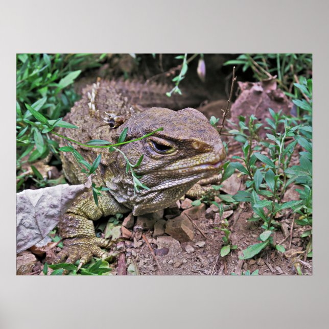 Affiche Lizard de Nouvelle-Zélande : Tuatara (Devant)