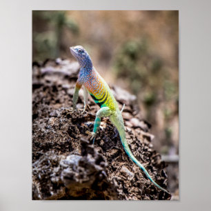 Affiche Lizard plus grand