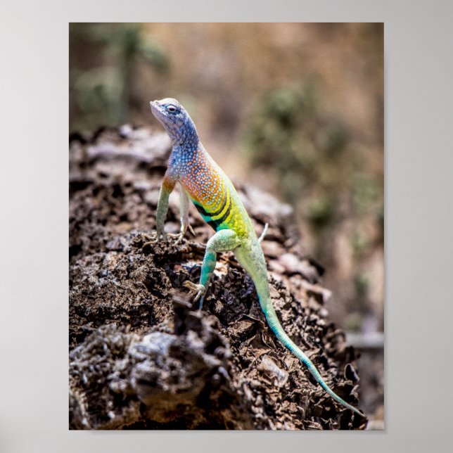 Affiche Lizard plus grand (Devant)