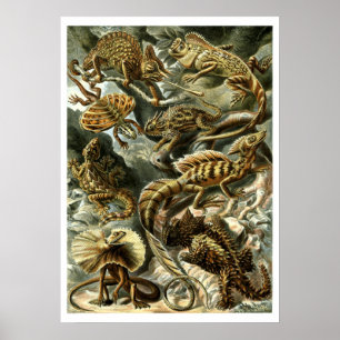 Affiche Lizards reptiles par Ernst Haeckel
